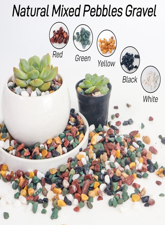 CJGQ 2.4lb Aquarium Gravel for Plants, 1/4Inch Fish Tank Gravel for Succulent Cactus and Bonsai, Decorative River Rocks Pebbles for Gardening, Flower Pots, Landscaping,Terrarium - Image 3